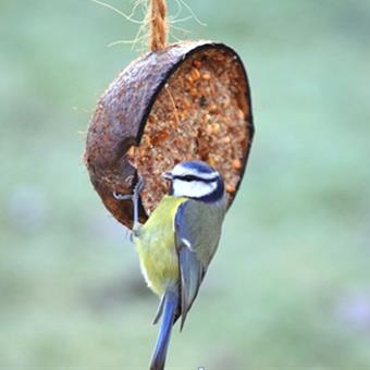 Bird on a home made bird feeder