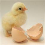 Newly hatched chick