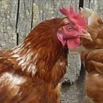 Keeping chickens in schools