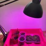 Pink grow light