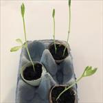 Egg shell seedling pots