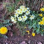 Yellow flowers