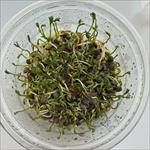 Germinating seeds