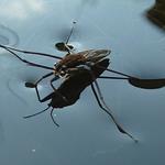 Investigating pond skaters