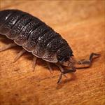 Setting up a woodlice colony