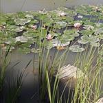 lilly pads