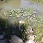 pond with plants