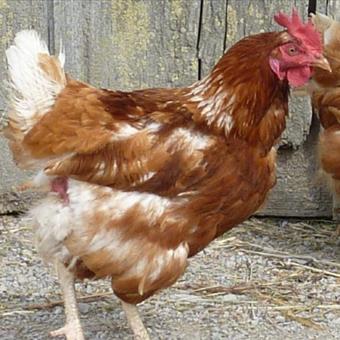 Keeping chickens in schools