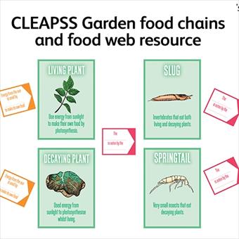 example food chain
