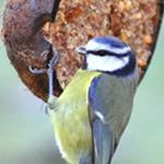 Bird on a home made bird feeder