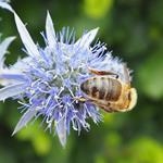 Gardening to encourage wildlife