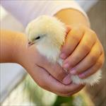 child holding chick