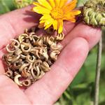 Marigold seeds