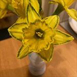 Daffodil with stained petals