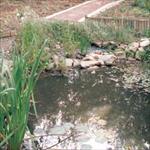 Encouraging wildlife in ponds