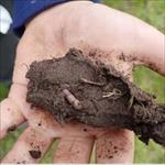 holding soil sample