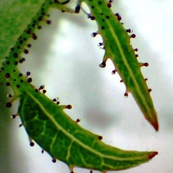 sepals under a microscope