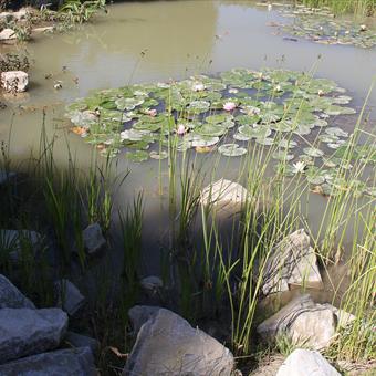 pond with plants